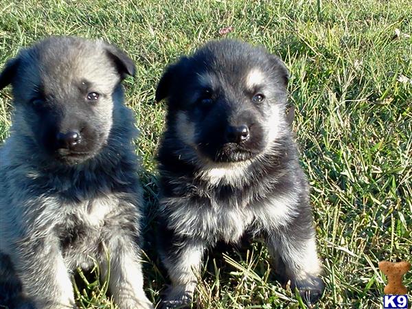 Puppies in GA